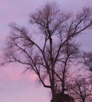 Earlier in the evening - Monday, March 3, 2014 The sky was filled with dappled pinks against the blue!