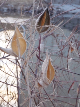 Late Winter Milkweed pods. The pond has melted and the light is beautiful.